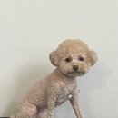 쥬뗌몽슈 이미지