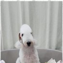 키티앤퍼피 이미지