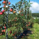 옥현농장 이미지