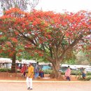 [9-1]케냐(사파리,나이로비,카렌박물관,나쿠루국립공원,대지구대,마사이마라국립공원,마라강,마사이족,보마식소똥집,암보셀리국립공원,킬리만자로, 이미지