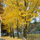 백봉초등학교 병설유치원 | 괴산 단풍 은행나무길 백봉초등학교, 문광저수지 은행 현황