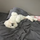 베베꽁 유치원호텔 이미지