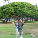 하와이 오하우 Honolulu 에서 만난 나무들 이미지