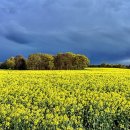 꽃이있는풍경 이미지