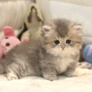 롯데택배 경북고령점 | 고령고양이분양 안전하게 가정묘 만나는 가장 확실한 방법 도레미캣