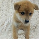 이누아이 이미지