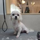 까까펫살롱 이미지