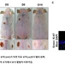 콜드플라즈마 이미지