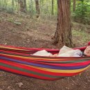 치유의 숲 이미지