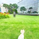 가위소리 - 구미시 인동16길 48-4 | 당진 펠리크독 가위컷 후기 곰돌이컷 잘하는 당진애견미용실