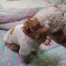 까꿍이 하우스 이미지