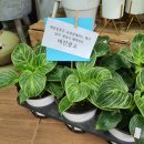 푸른꽃방 이미지