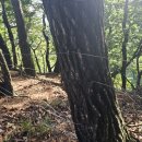보천목장 Daum카페