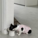 다온그루밍 | 암컷 고양이 중성화 수술 후기 😺