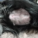 위드덴탈 | 강아지 담낭슬러지 배출방법, 관리 3개월만에 없어짐