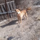 한국진돗개육종연구소 이미지