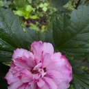 페퍼민트 스무디 이미지