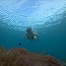 RCM 트레이닝센터 | 꼬따오 스노클링