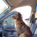 데려가개 이미지