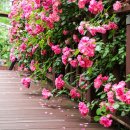 구목정공원 이미지