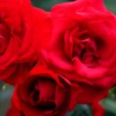 장미모텔 이미지