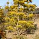 상록수(Evergreen) 이미지
