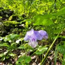 세동반점 이미지