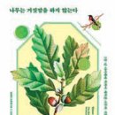 향기나무 이미지