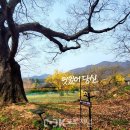 이천백사산수유