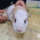 뉴월드동물병원 이미지