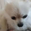 라퓨클레르 동물피부클리닉 이미지