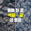 돌에 핀 꽃 석화와 굴의 차이점과 굴의 영양 이미지