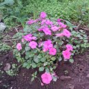 일진농장 이미지