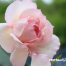 프로스 이미지