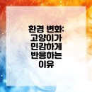 코아동물병원 | 고양이의 탐험욕구! 해운대동물병원에서 이해하는 법