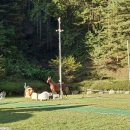 포레스트가족펜션 | 서울에서 1시간 대~ 진짜 숲을 만난 날 🌲 강원 원주 포레스트돔 가족펜션 후기