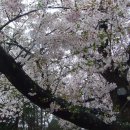 하하산행 - 벚꽃 나들이(2018.4.4.) 이미지