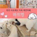 하트멍 | 천안 왕귀여운 사모예드카페 하트멍 내돈내산 후기