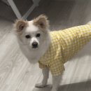 안녕 강아지 이미지