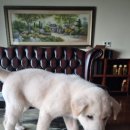 재롱이네 이미지