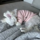 영광 해피댕스 애견샵 | 뜸-했던 조랭이의 일상이 궁금하다면? (~2024.05)