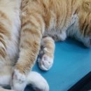 포일동물병원 이미지