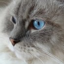 고양이눈 이미지