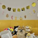 댕까댕까 | 김포 강아지케이크 댕까댕까 장기동 애견수제간식 재방문!