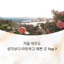 유민농장 | 겨울 제주도, 생각보다 따뜻하고 예쁜 곳 추천 Top 7