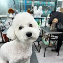 고려 애견 미용실 이미지