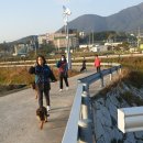 부산애견대학 이미지