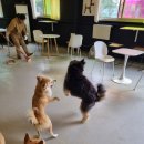 카페멍스 이미지