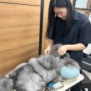 에이스애견미용학원 이미지