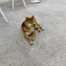 경기도 수원시 팔달구 효원로219번길 48 (인계동) | 수원 인계동 애견카페 댕더월드｜가성비와 사람 잘 따르는 강아지들의 멍테라피를 원한다면 바로 여기...